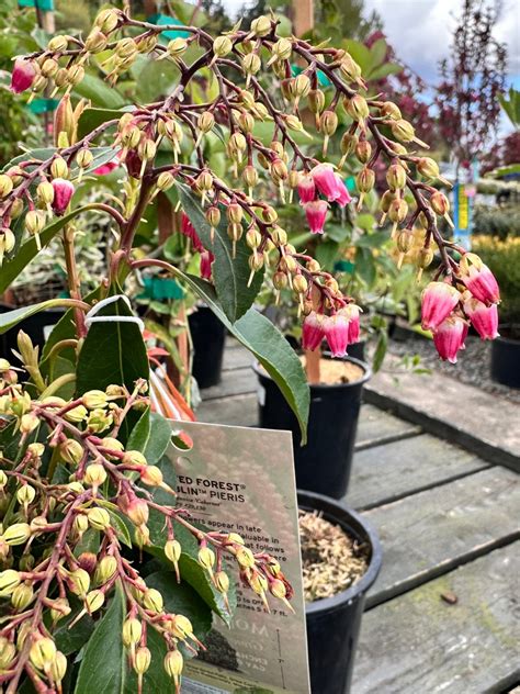 Pieris Enchanted Forest Gay Goblin – Watsons Greenhouse